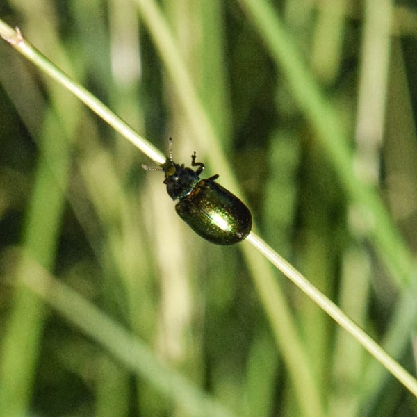 Chrysolina herbacea