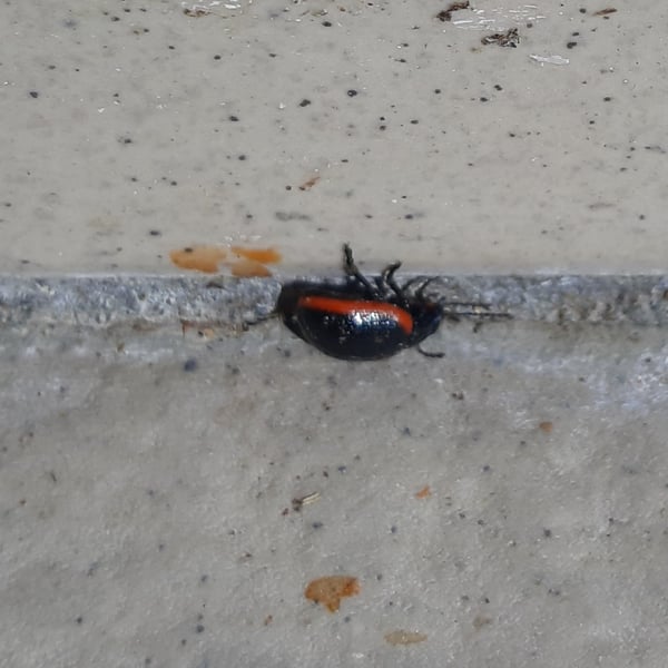 Chrysolina rossia