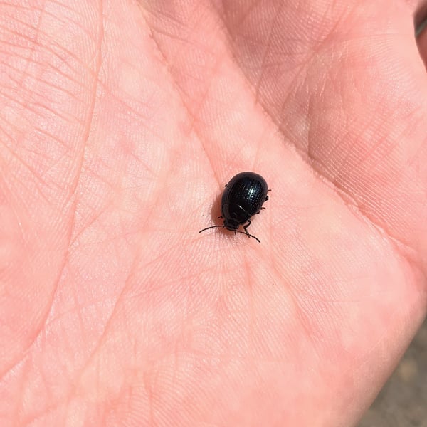 Chrysolina haemoptera