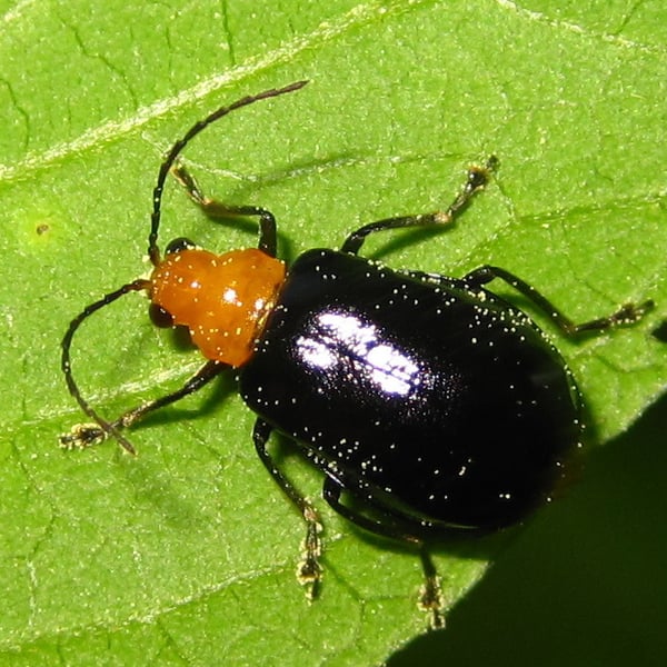 Aulacophora