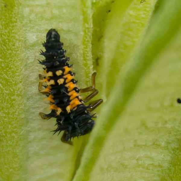 Coccinellidae