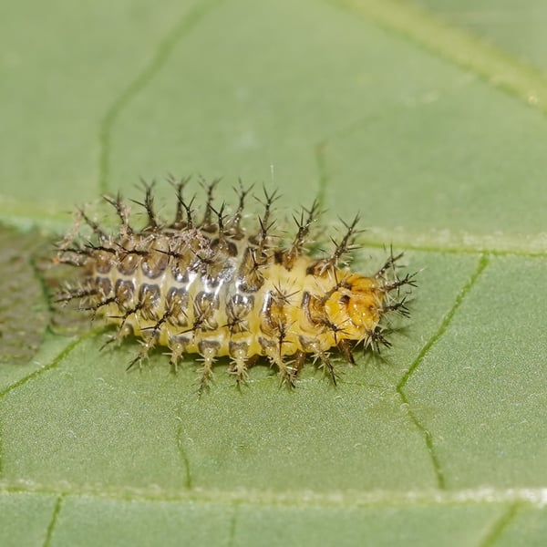 Henosepilachna vigintioctopunctata