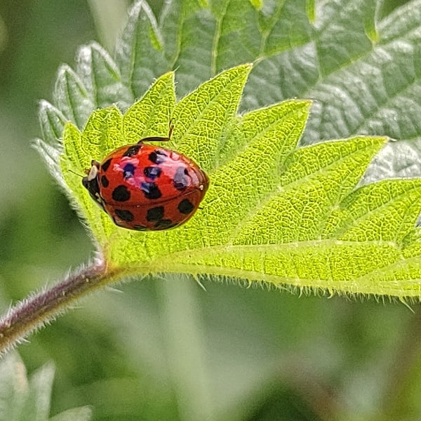 Subcoccinella vigintiquatuorpunctata