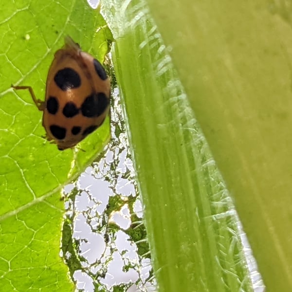 Epilachna borealis