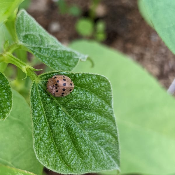 Epilachna varivestis