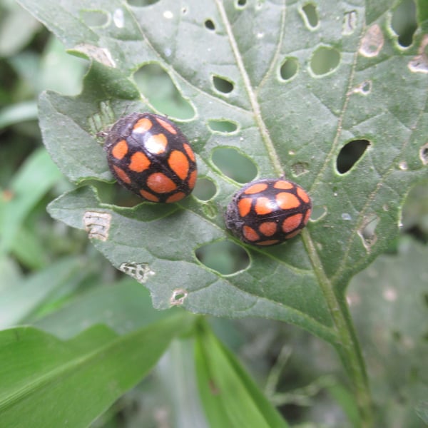 Epilachna mexicana