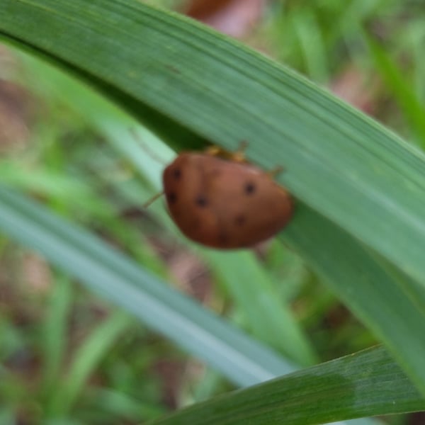 Epilachna tredecimnotata