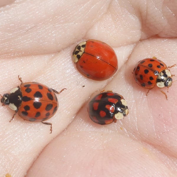 Harmonia axyridis