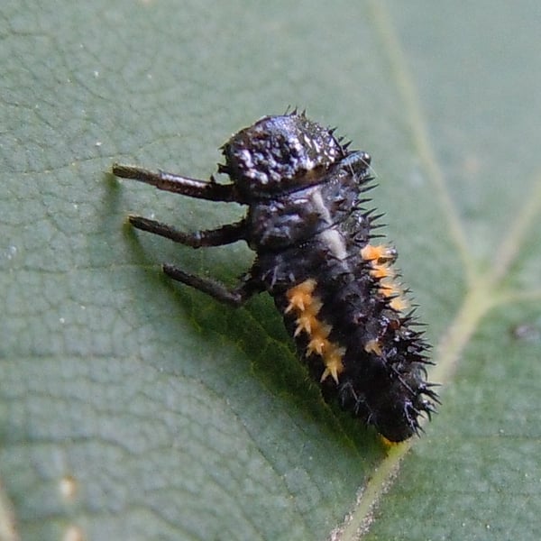 Harmonia quadripunctata