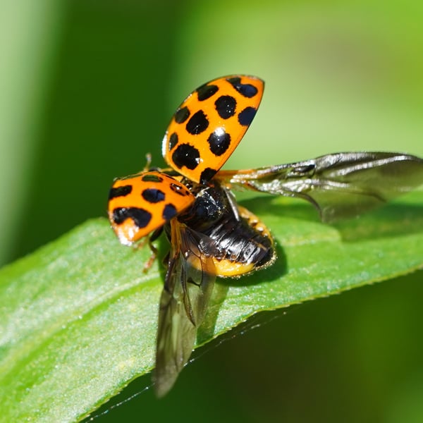 Harmonia conformis