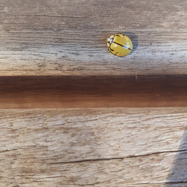 Harmonia testudinaria