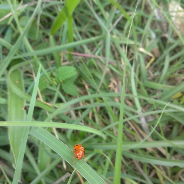 Harmonia octomaculata