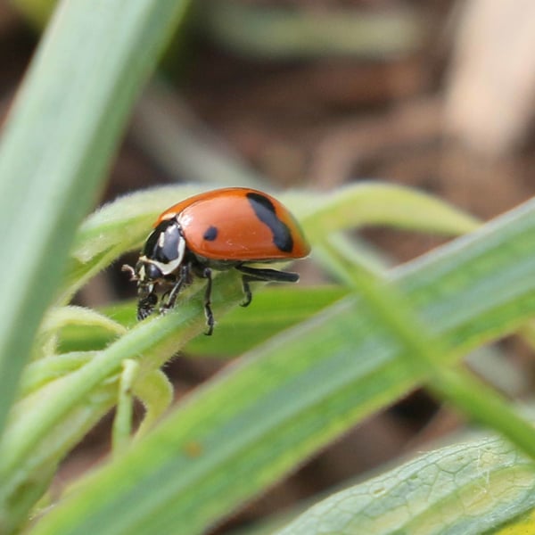 Hippodamia