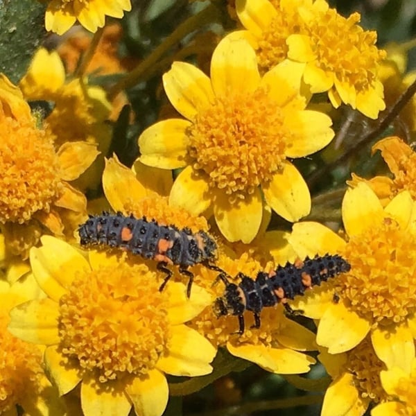 Hippodamia convergens