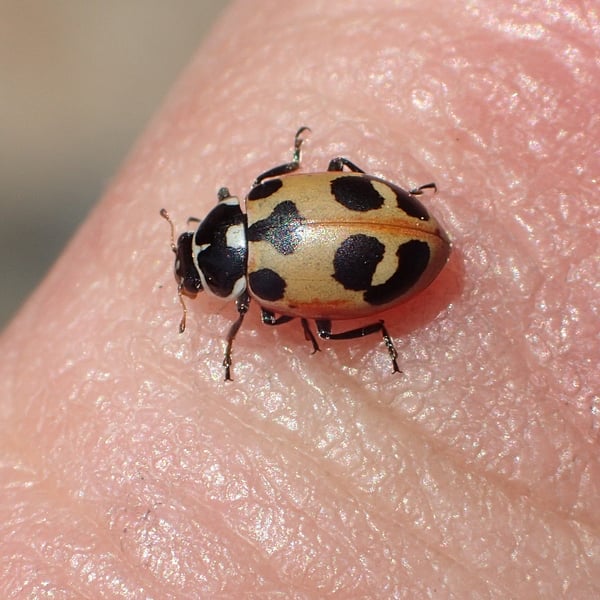Hippodamia parenthesis