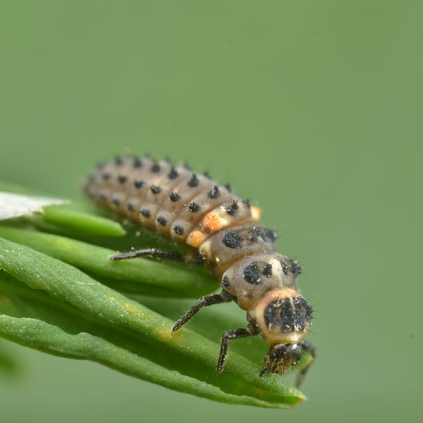 Hippodamia variegata