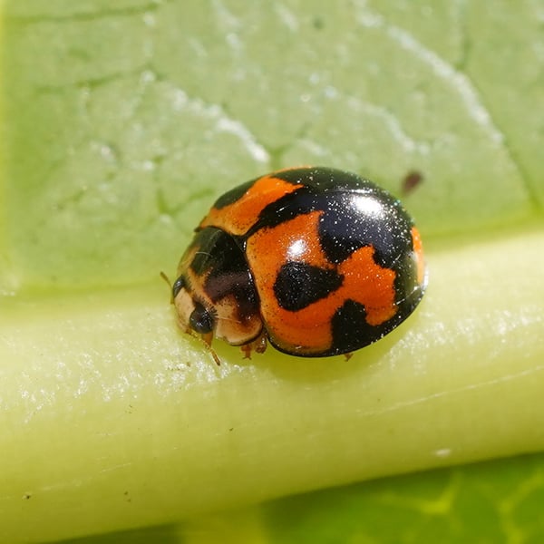 Coelophora inaequalis