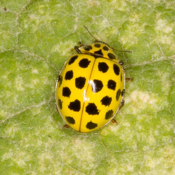 Psyllobora vigintiduopunctata