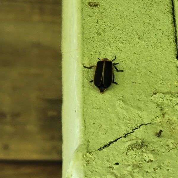 Lampyridae