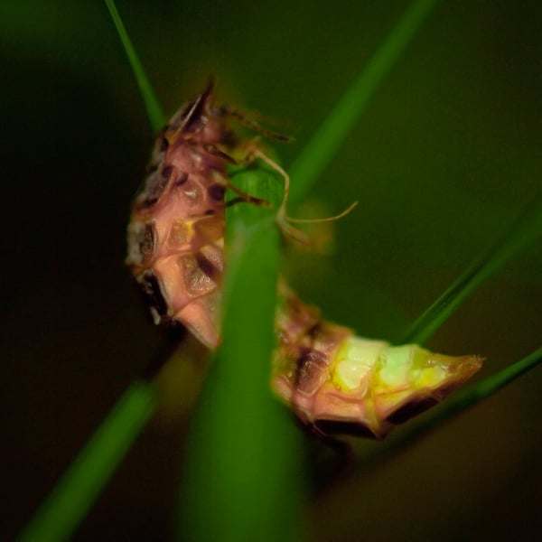 Lampyris noctiluca