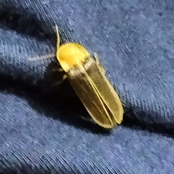 Nyctophila reichii