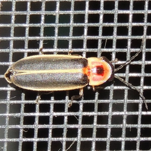 Photinus pyralis