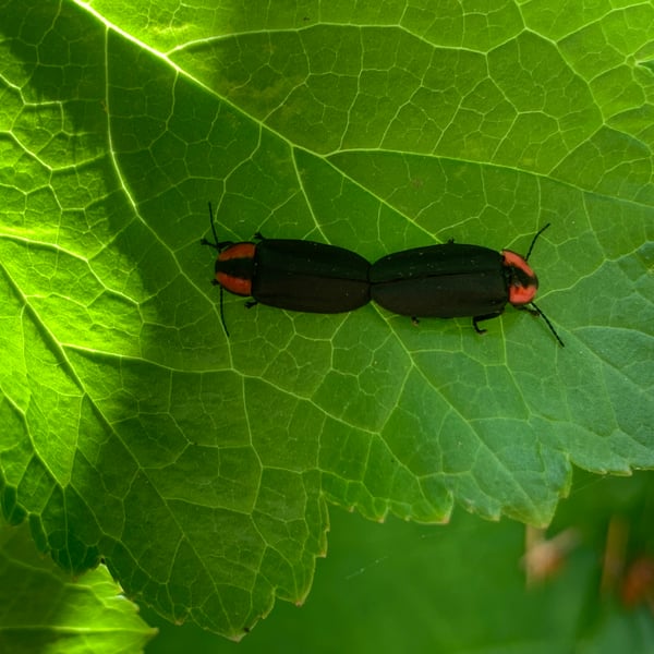 Ellychnia californica