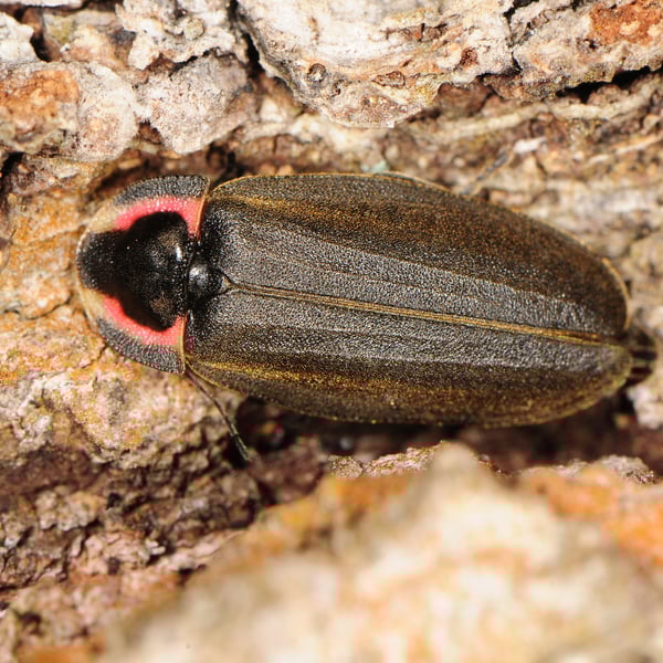 Ellychnia corrusca