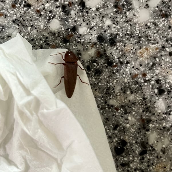 Elateridae