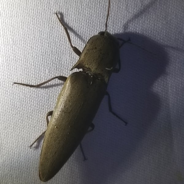 Orthostethus infuscatus