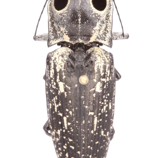 Alaus oculatus
