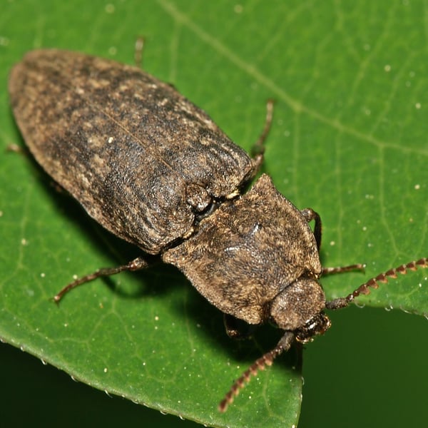 Agrypnus murinus