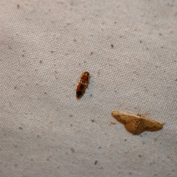 Aeolus mellillus
