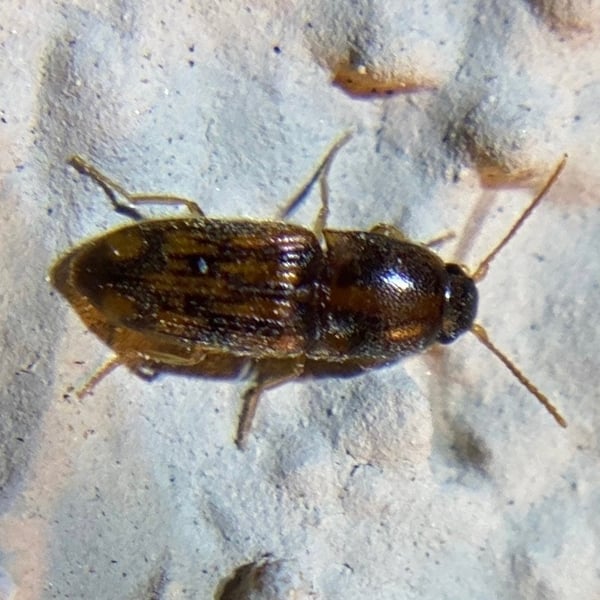 Conoderus bellus