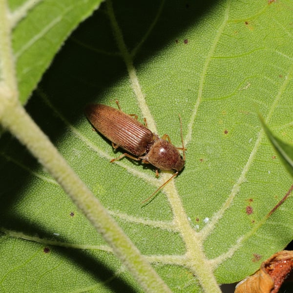 Conoderus lividus