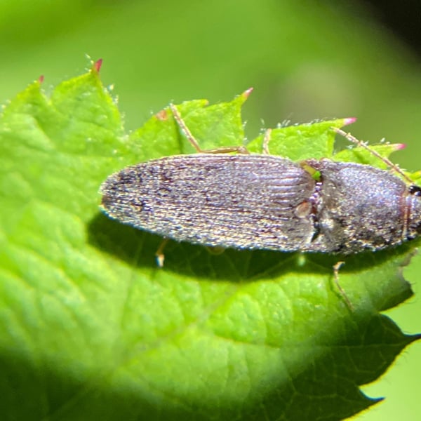 Conoderus exsul