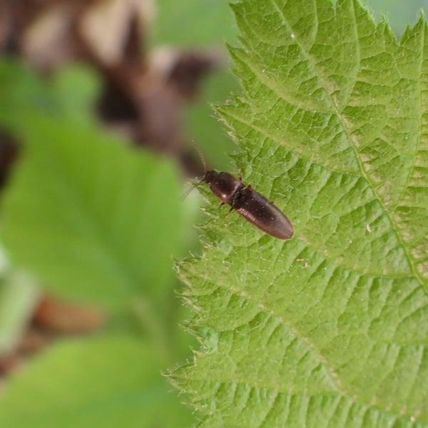 Athous haemorrhoidalis