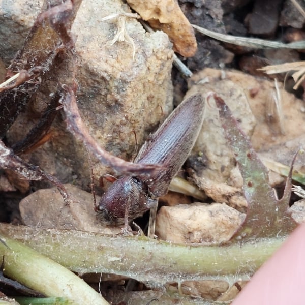 Sylvanelater cylindriformis