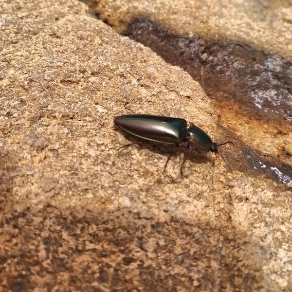 Campsosternus auratus