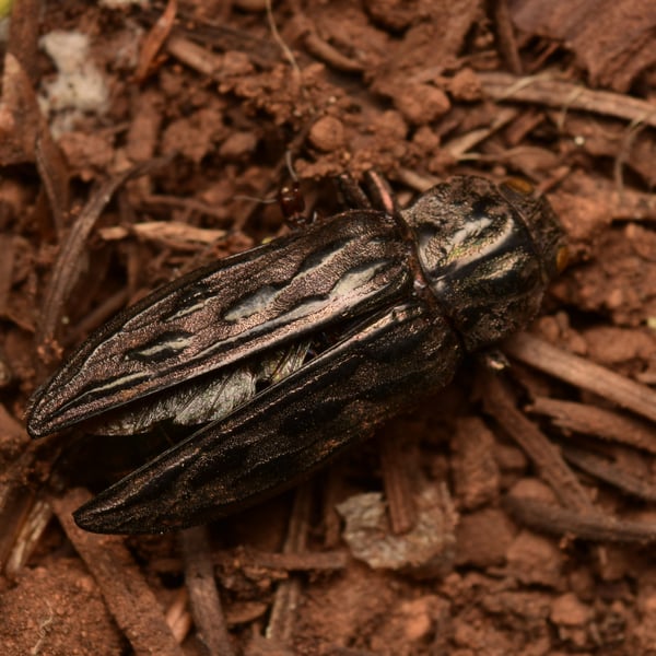 Chalcophora angulicollis