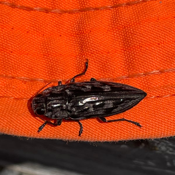 Chalcophora virginiensis