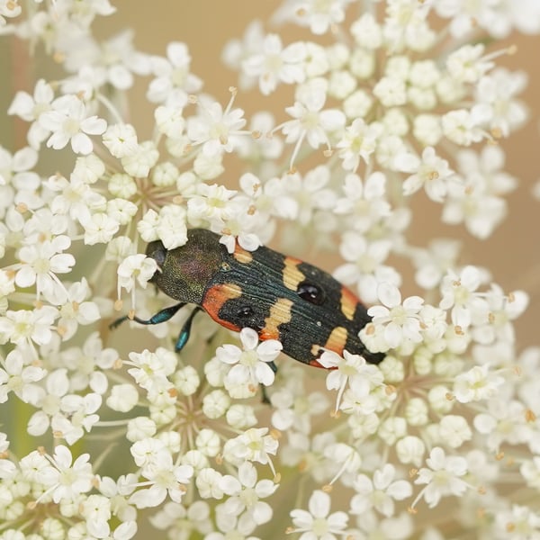 Castiarina sexplagiata