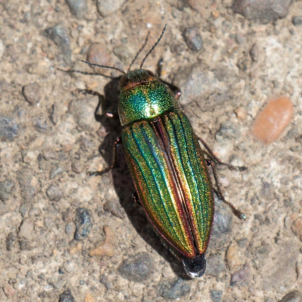 Buprestis aurulenta