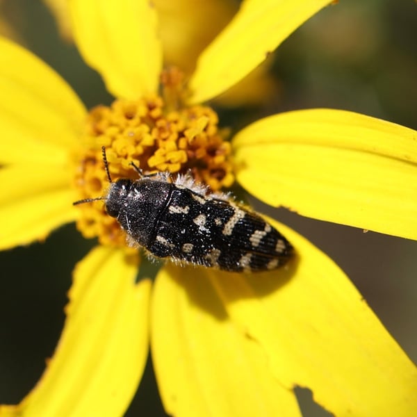 Acmaeodera rubronotata