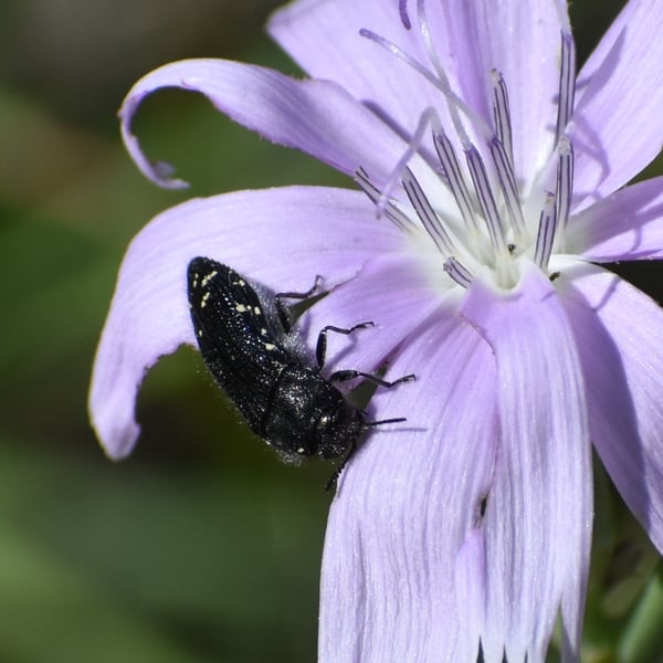 Acmaeodera ornatoides