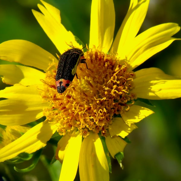 Acmaeodera flavomarginata