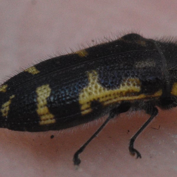 Acmaeodera pulchella