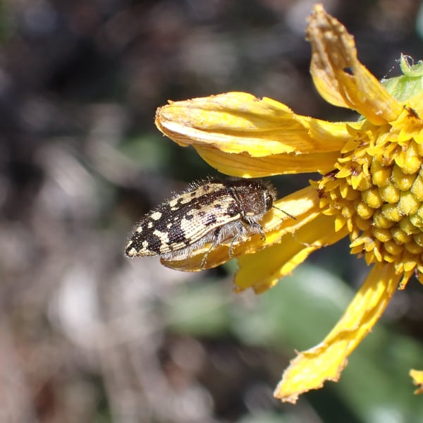 Acmaeodera hepburnii
