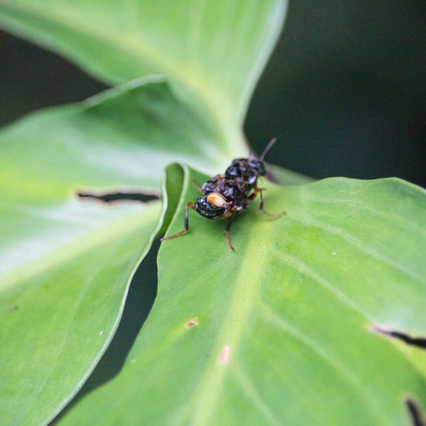 Staphylinidae