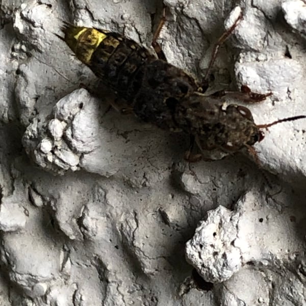 Ontholestes cingulatus